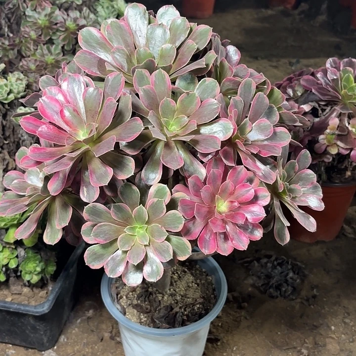 多肉植物法师金丝雀18