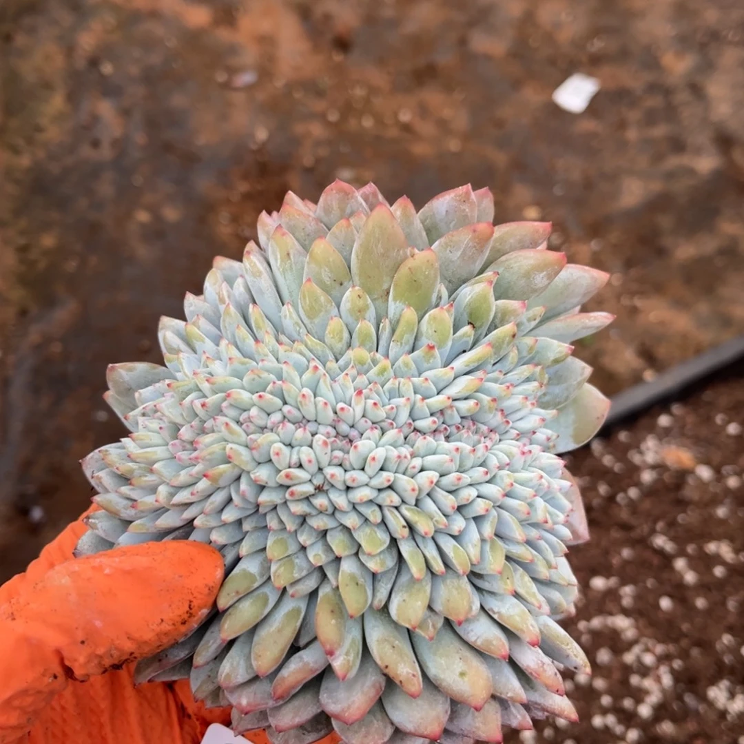 ****天990号新疆西藏内蒙古不包邮