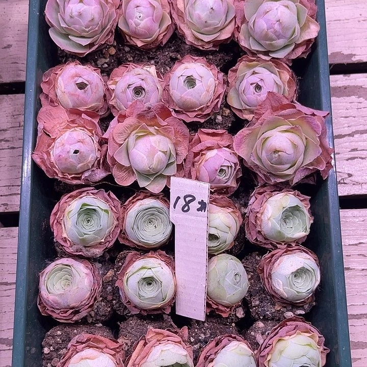 山地玫瑰18号，一物一拍24颗2.7cm左右