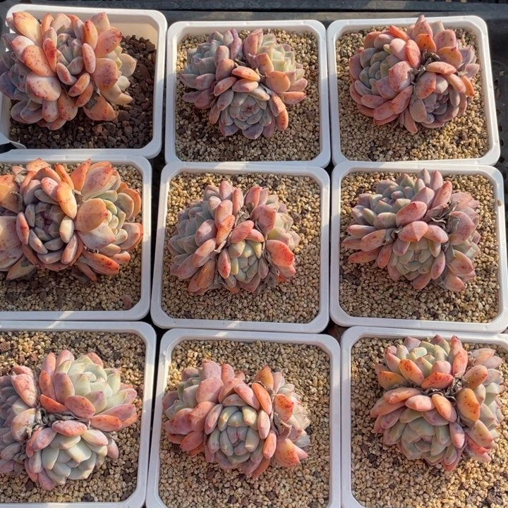 星影3头一颗冠幅8厘米20包邮新疆西藏不发