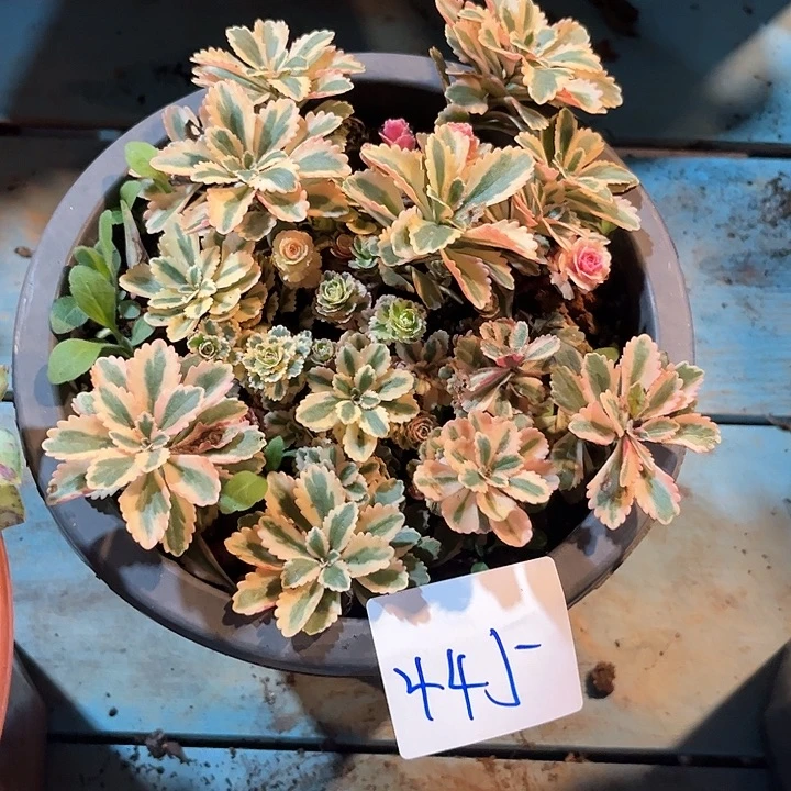 菠***包445亚特兰蒂斯发发发