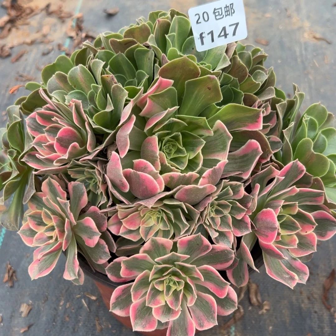 147女妖，多肉法师