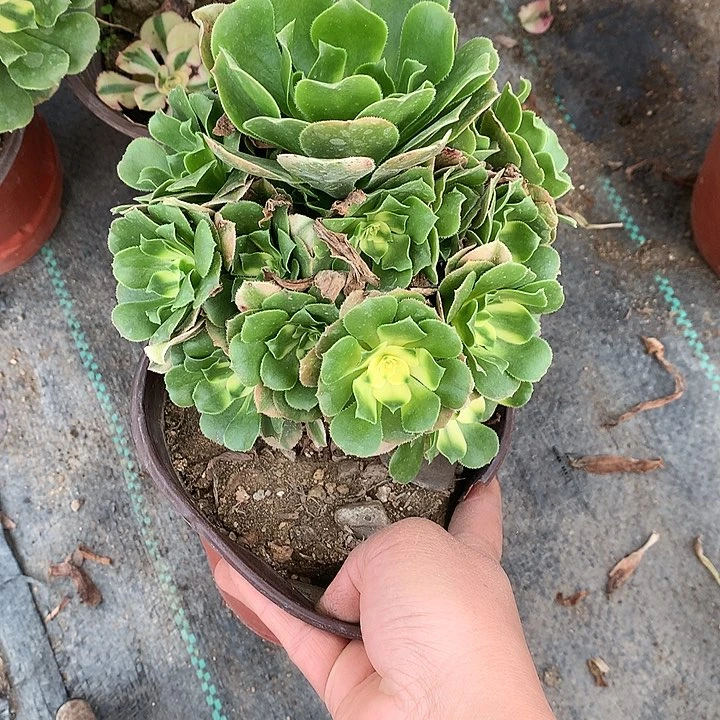 ?****年922辛尼亚多肉植物