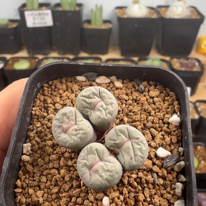 、****专拍 奶油嘴杂交4头 带盆发