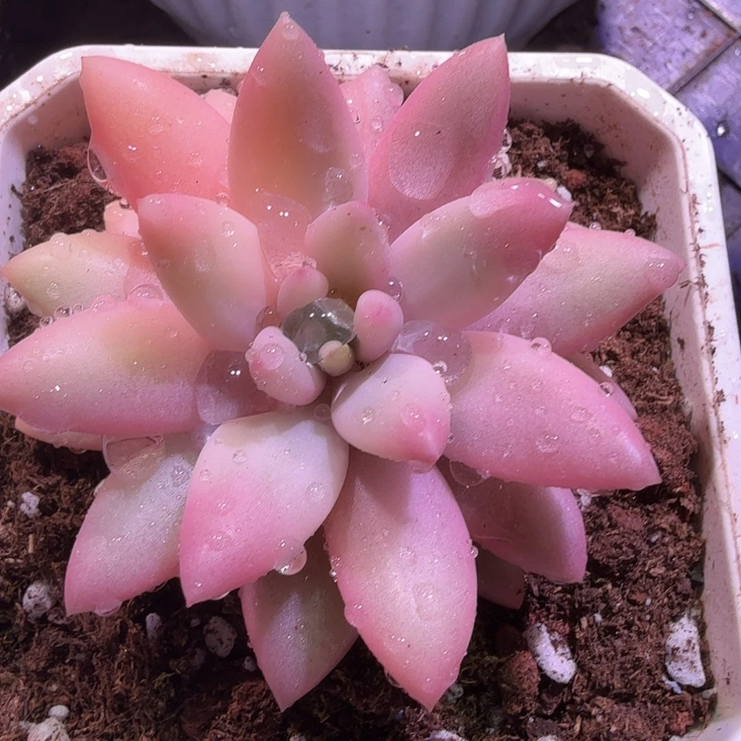 蜜桃啵啵锦，多肉植物