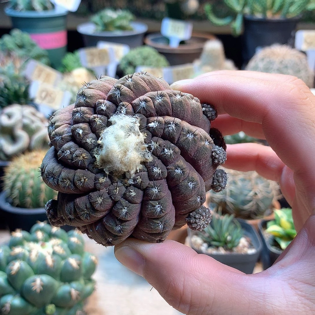 爆头杂芽根