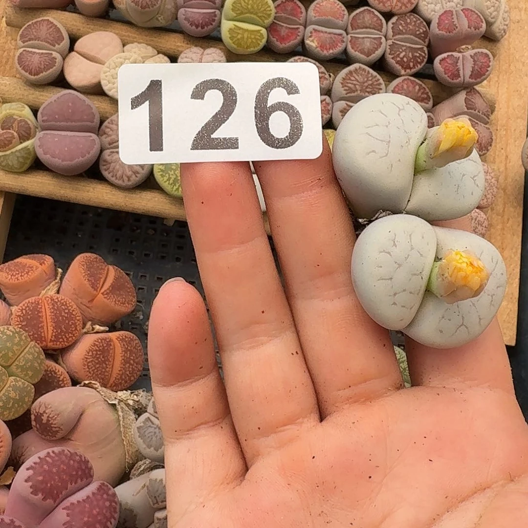 生石花一物一拍126