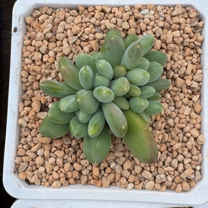 牛油果 群生 一物一拍