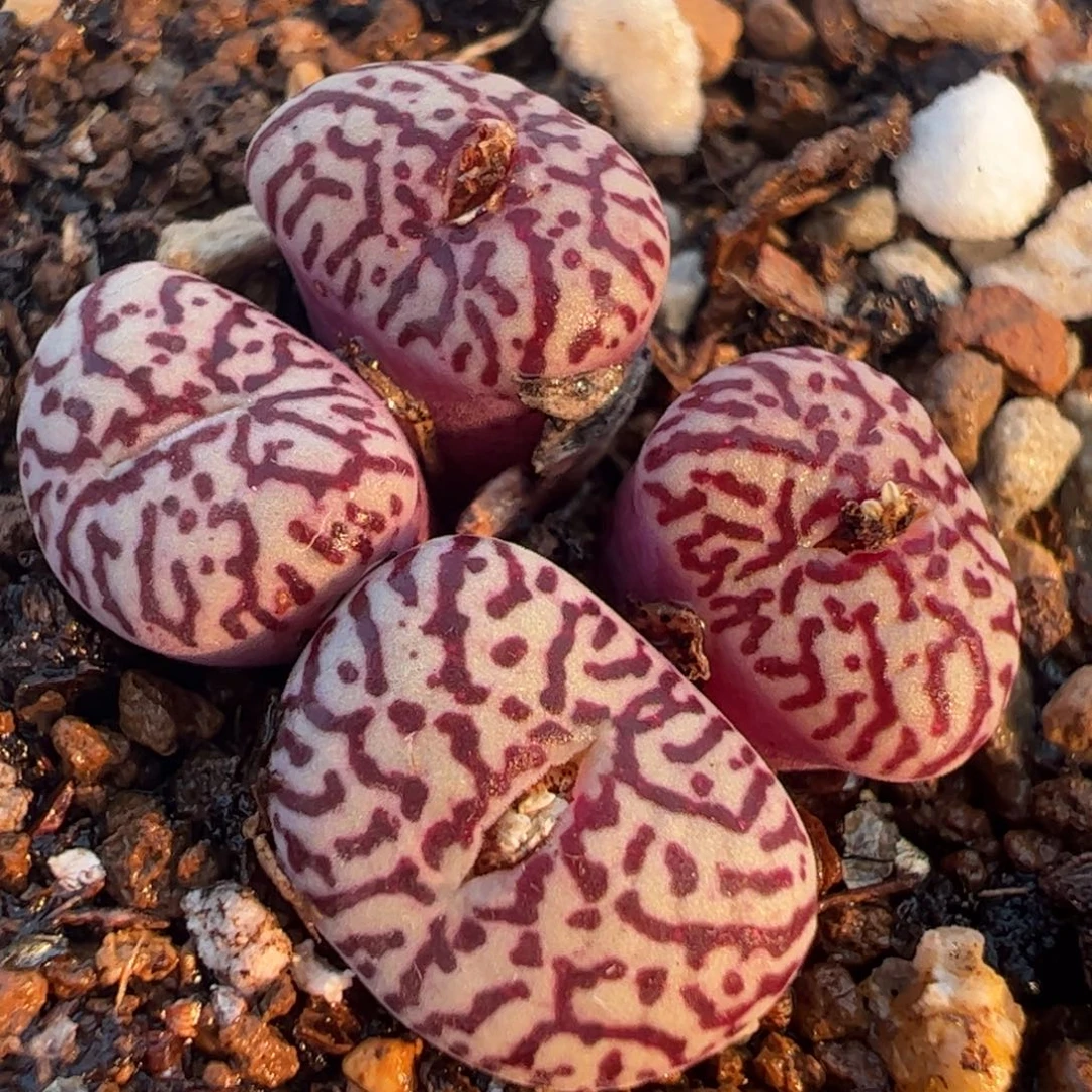 紫墨群多肉植物百科1