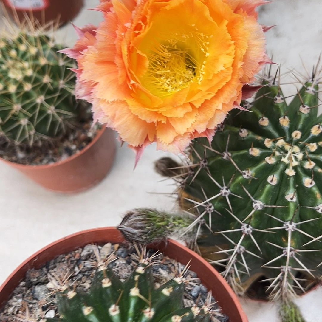 彩草橙黄羽毛6.5-7公分左右