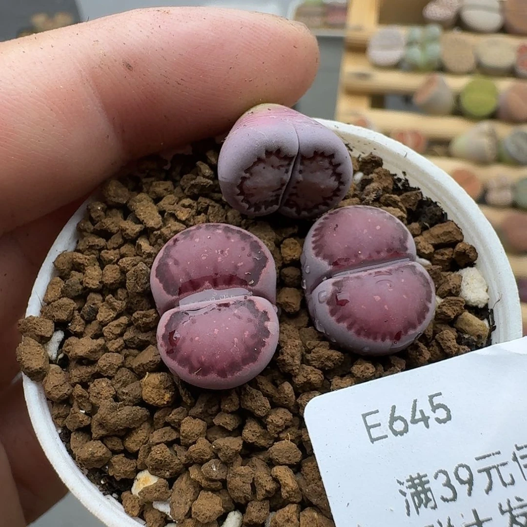汪***蛋645哈哈哈哈哈哈哈哈