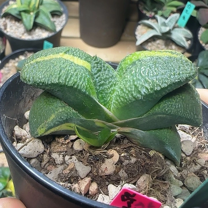 短厚叶凸釉卧牛锦