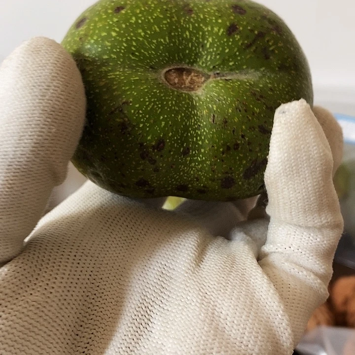 爱*肉老树白狮子青皮看好下单啥也不保