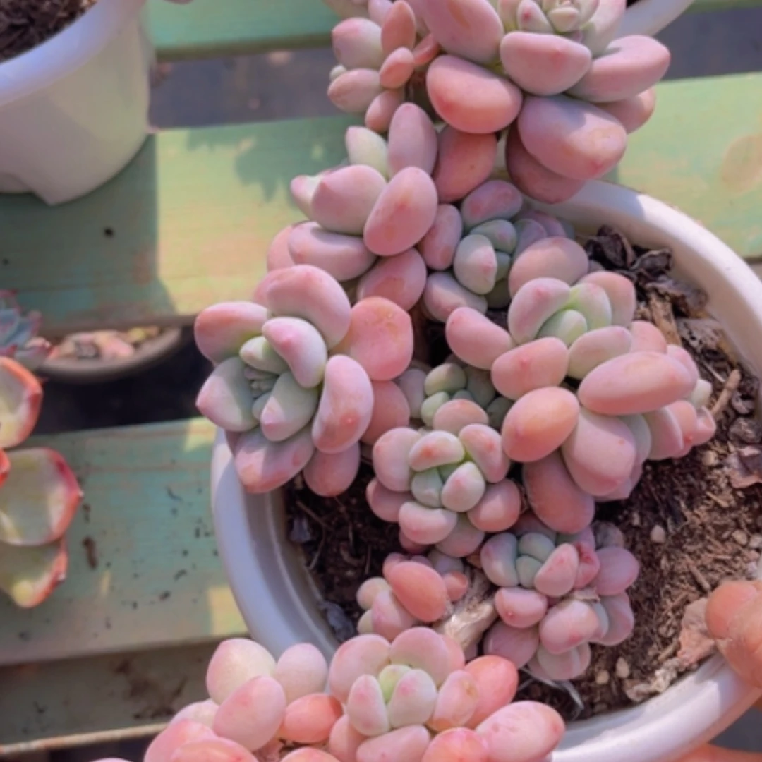 【闪购商品】丸叶洛神12104