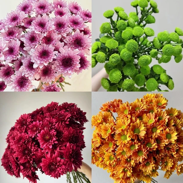 【小菊】瓶插花好养护 山东日照基地直发