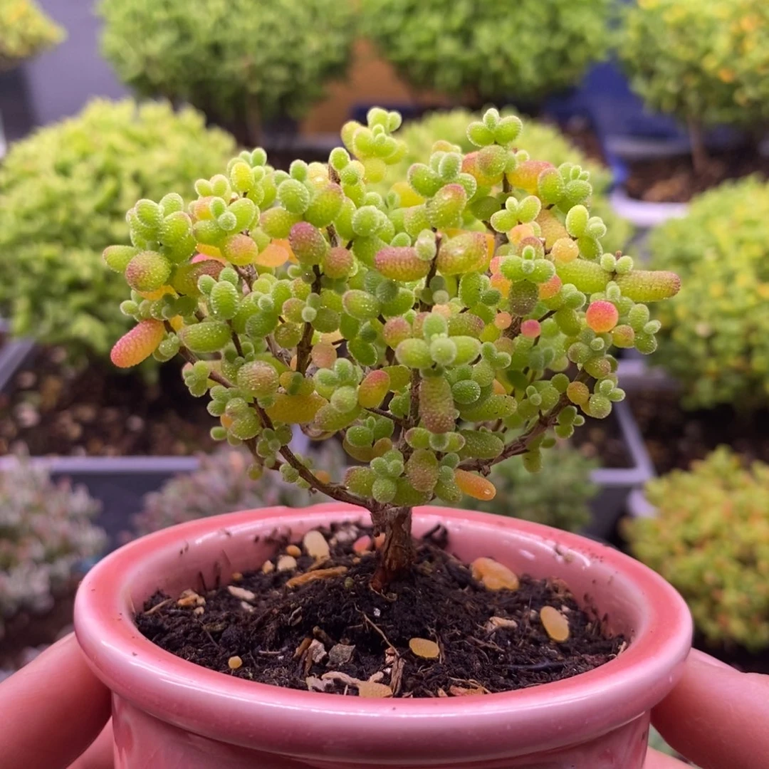 292金橘糖球。  带盆。