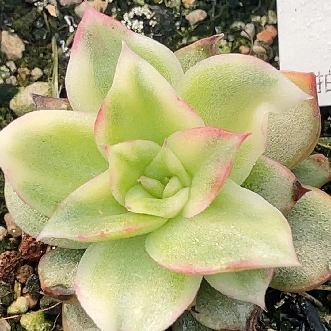 尚品园艺福利锦8047