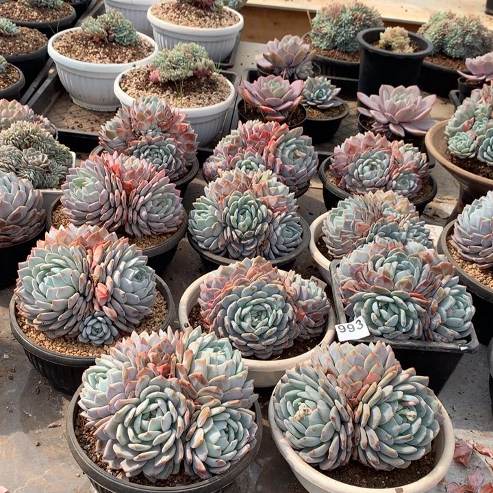 993橙子多肉植物组合