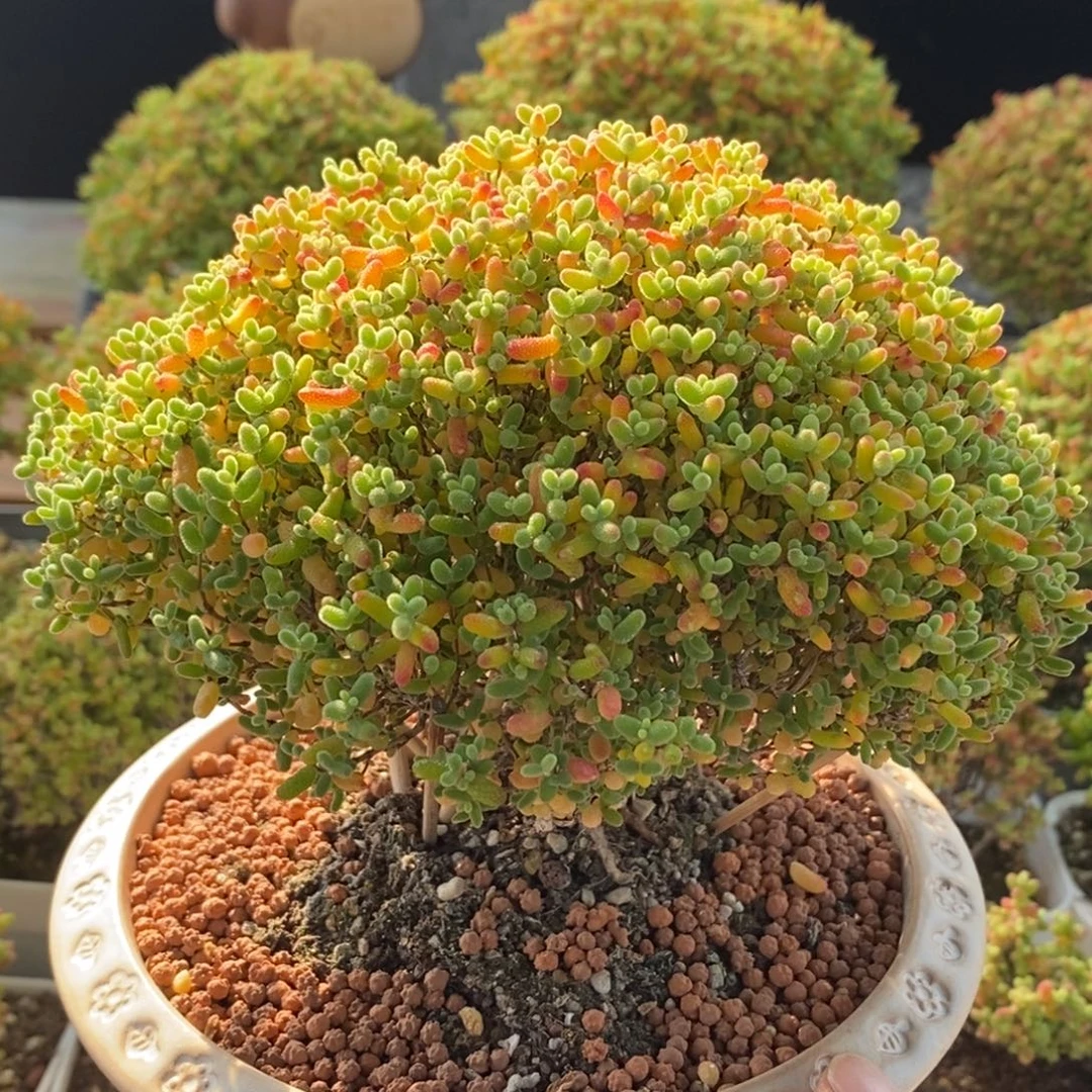 .***u开播福利带盆1830蜜橘糖球