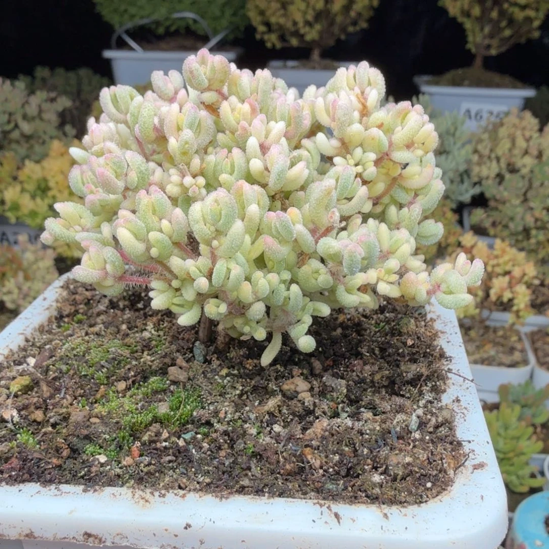 A733红宝石锦枝干