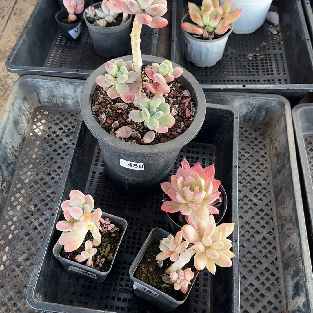 跳****～一物一拍 一物一拍