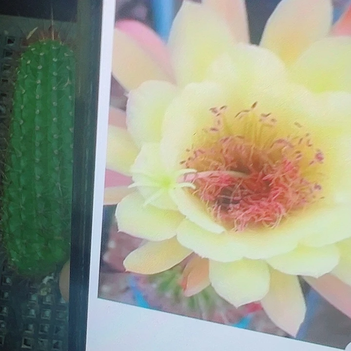 金妞 皇冠 侧芽8 厘米 满20包邮