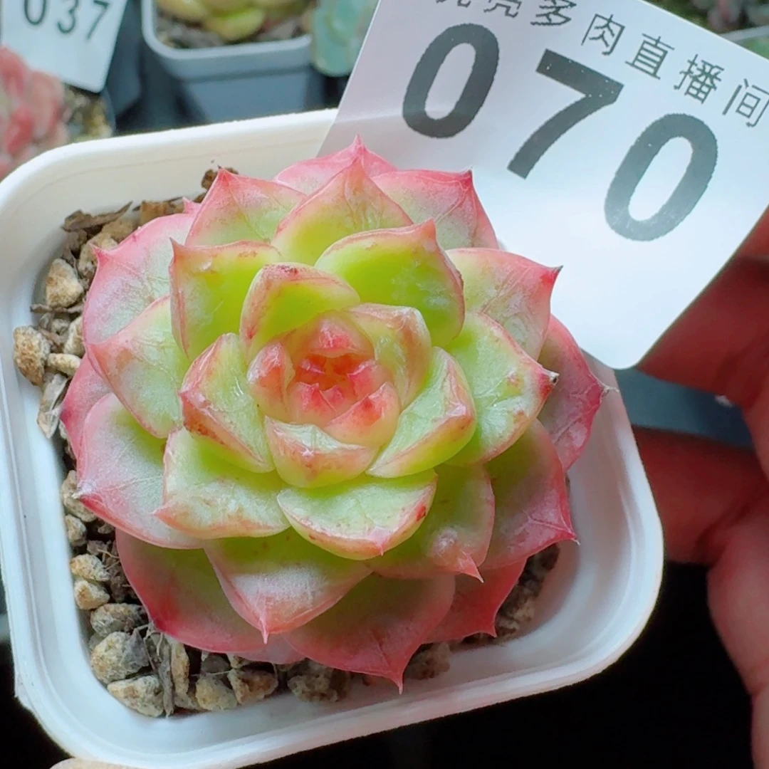 蒙***郎粉蜜            精美多肉植物