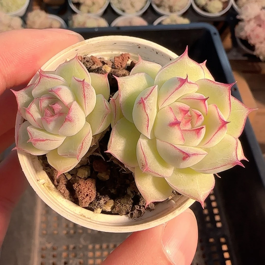 多肉1126-146女王玫瑰