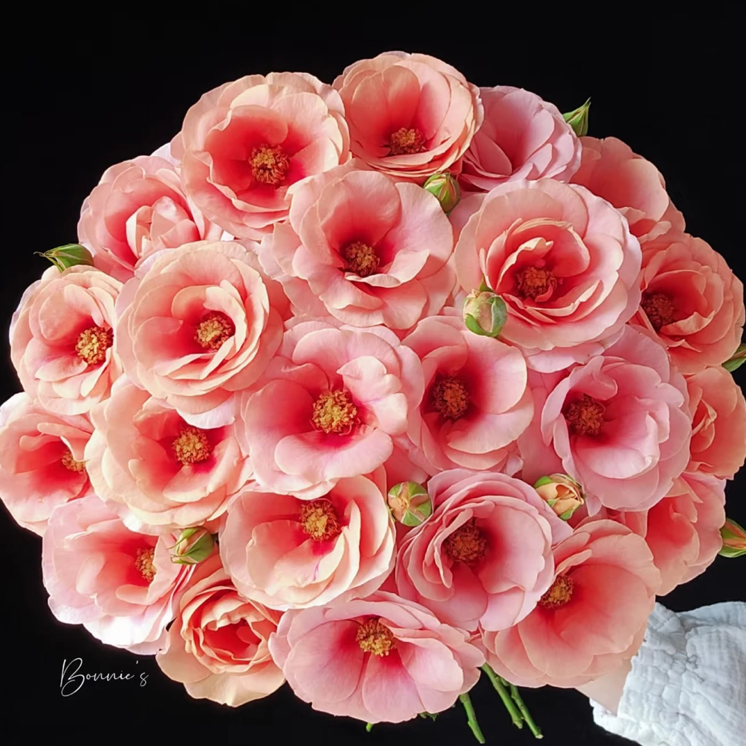 10支 金鱼姬泡泡 玫瑰天冷地区拍保温 不拍冻坏不售后