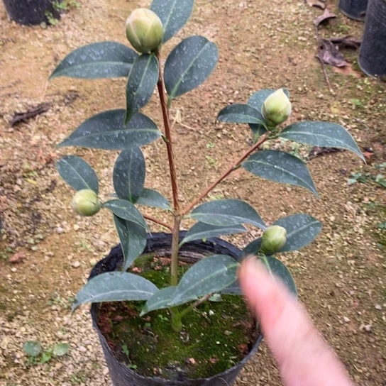 当前无花栽培后可以开花