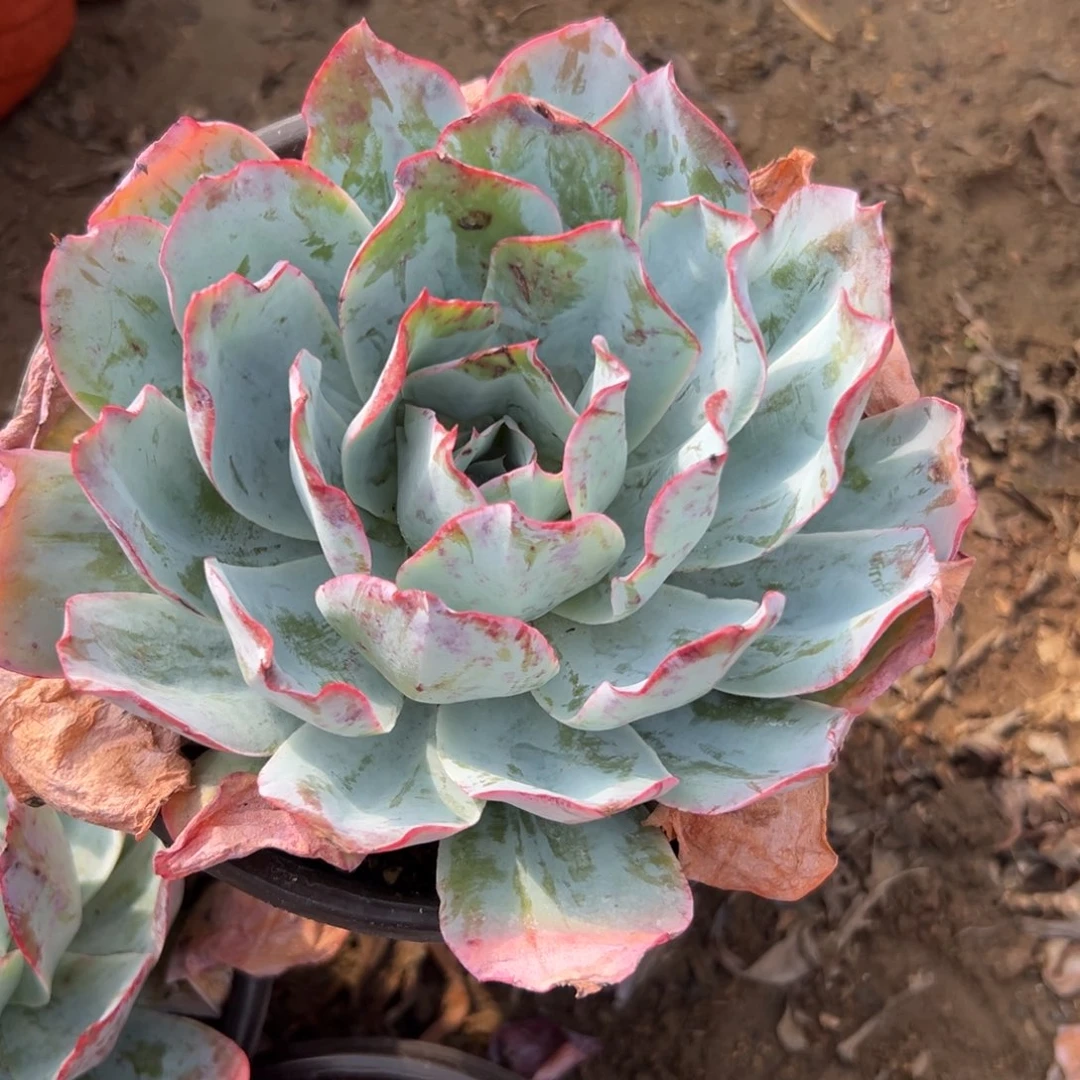 多肉植物蓝光单头