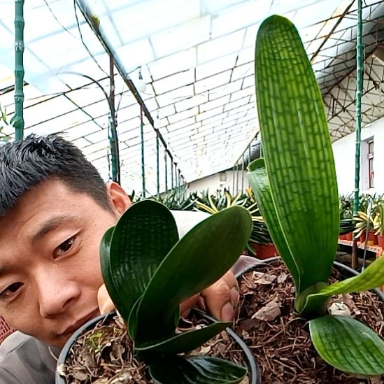 @平安一生39一对！！！