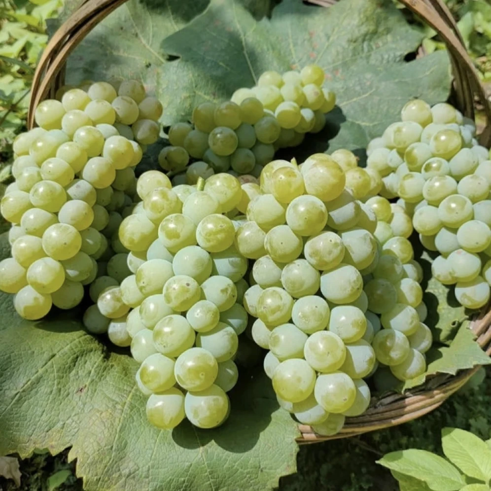 小老虎花卉水晶葡萄树苗庭院阳台盆栽地栽种植耐寒耐旱
