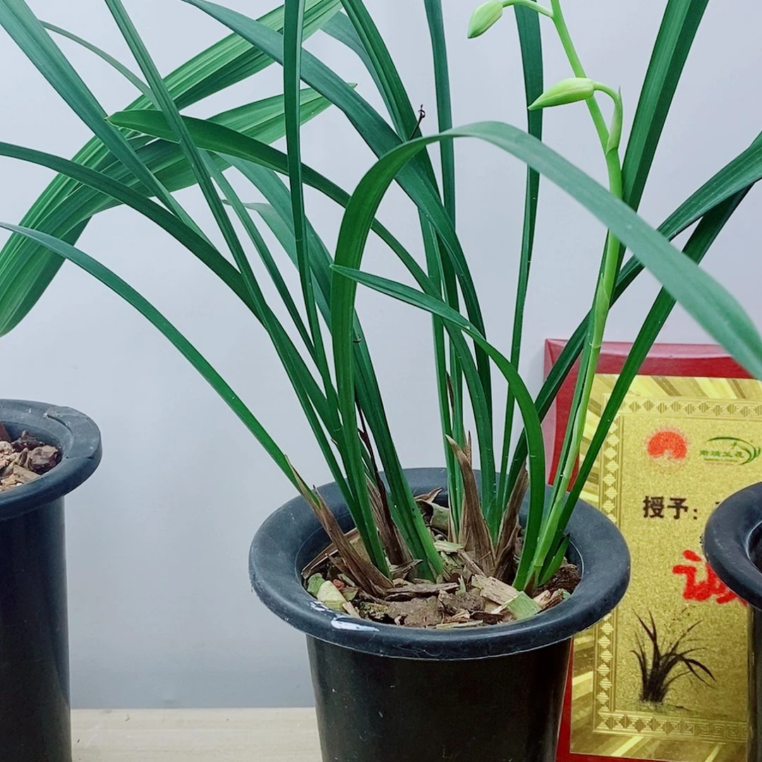 当前无花栽培后可以开花