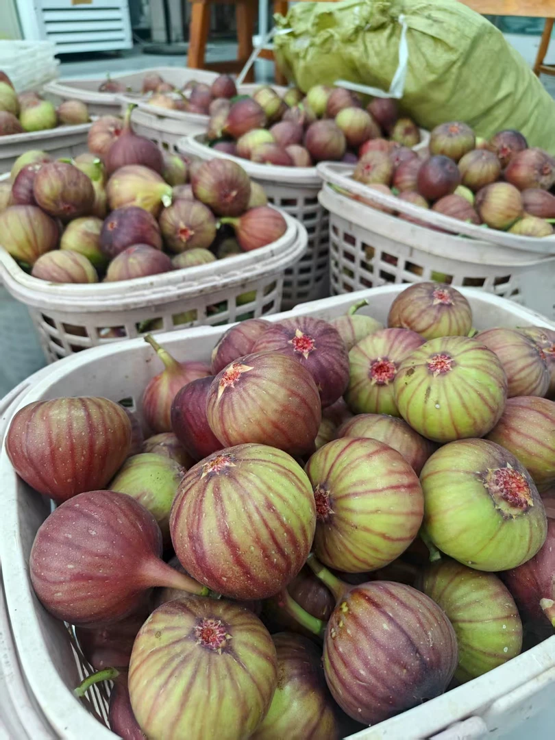 16颗新鲜采摘红皮无花果应季清甜水果