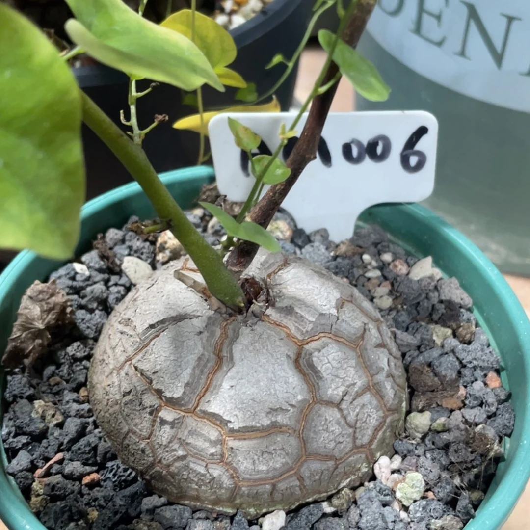 盆栽，龟甲龙7.7公分，福利