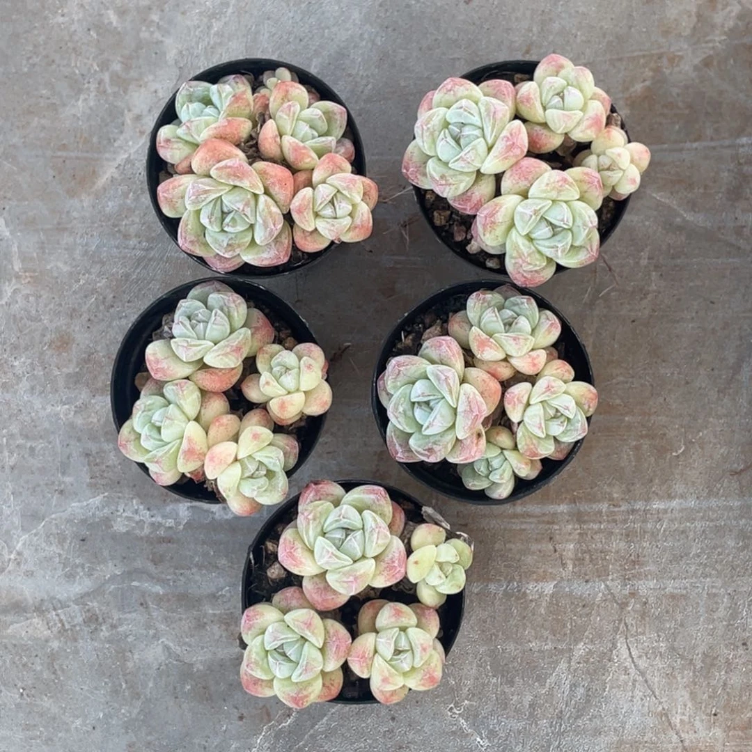 *****冰玉五颗宝贝专拍