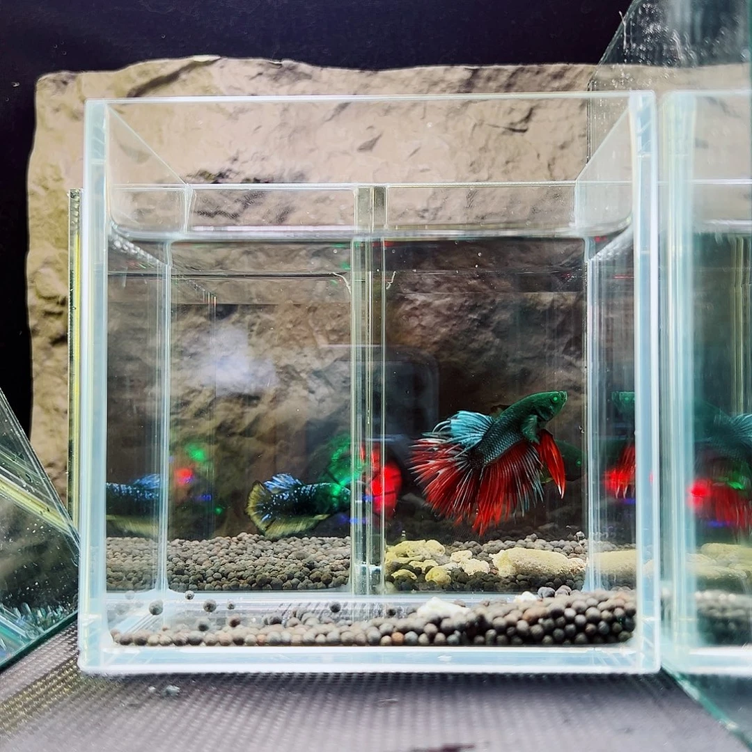 斗鱼精品精品精品精品