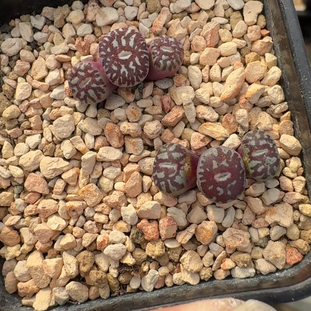 云缦精品番杏31.7 MSG3170