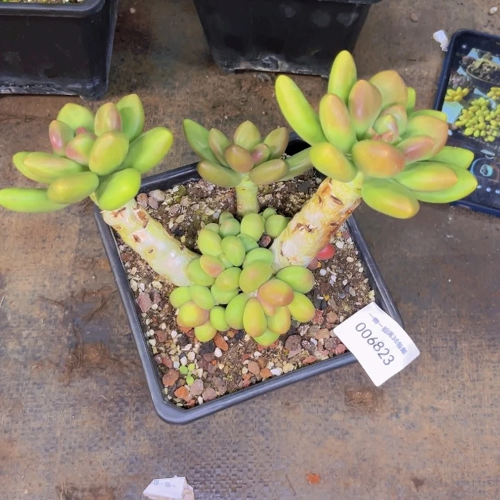 M***i多肉一物一拍6823