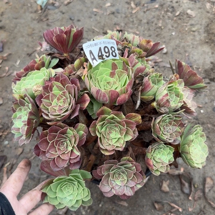花月夜……多肉植物……