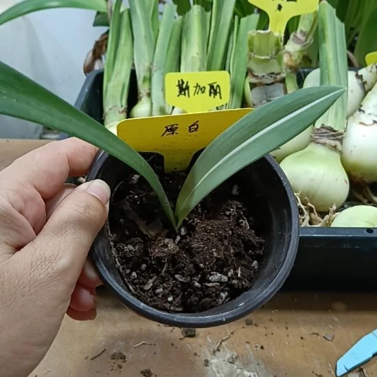 无花朵原白带盆土发货