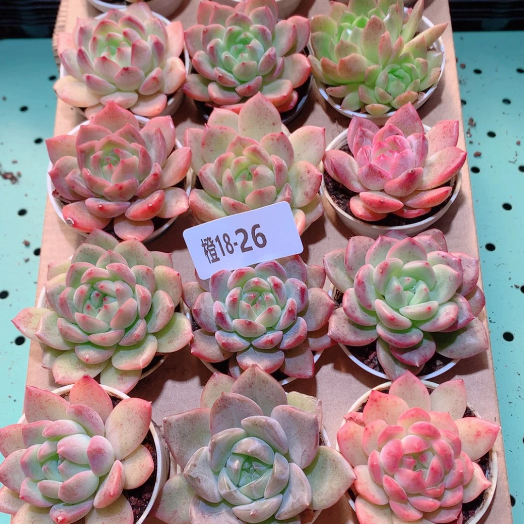 18-26一物一拍多肉带盆18颗