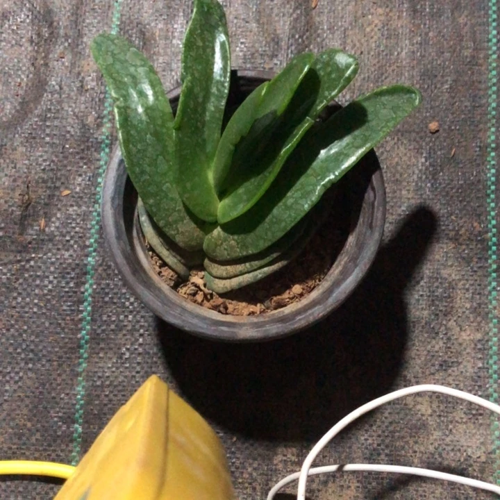 佛手托金一物一拍66