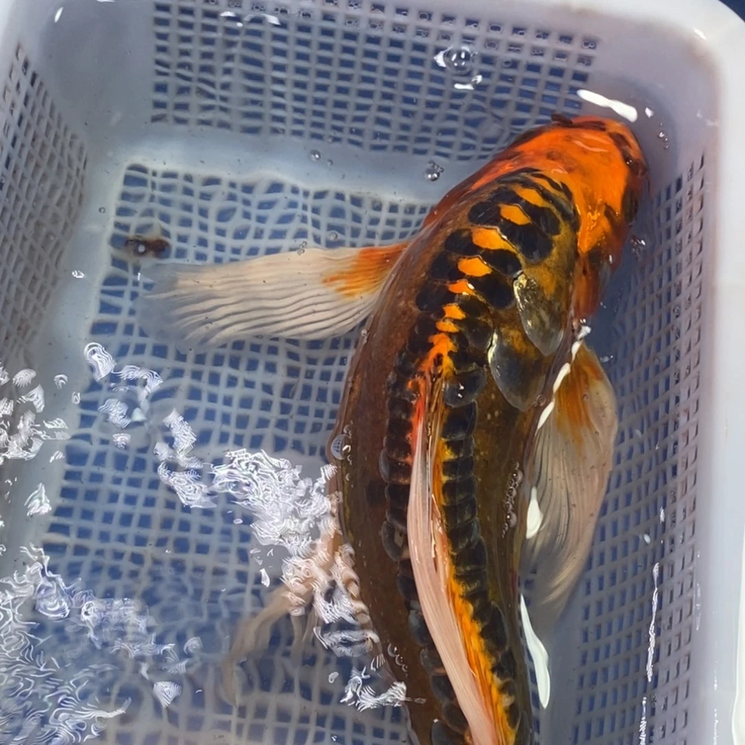 锦鲤冷水锦鲤包邮