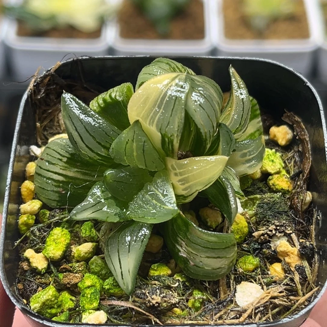 299双头红纹寿锦头家多肉十二卷