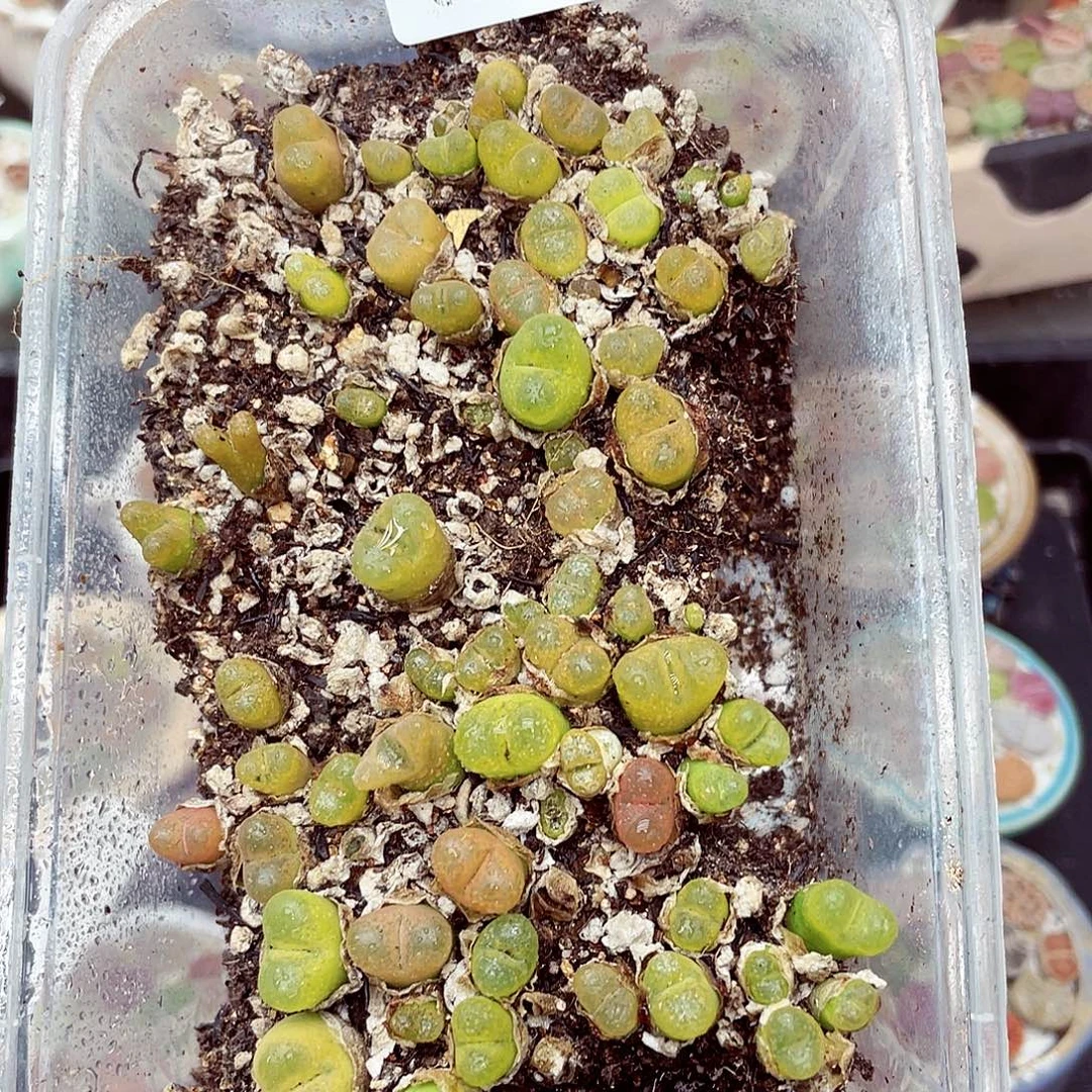 生石花满18包邮0924-205