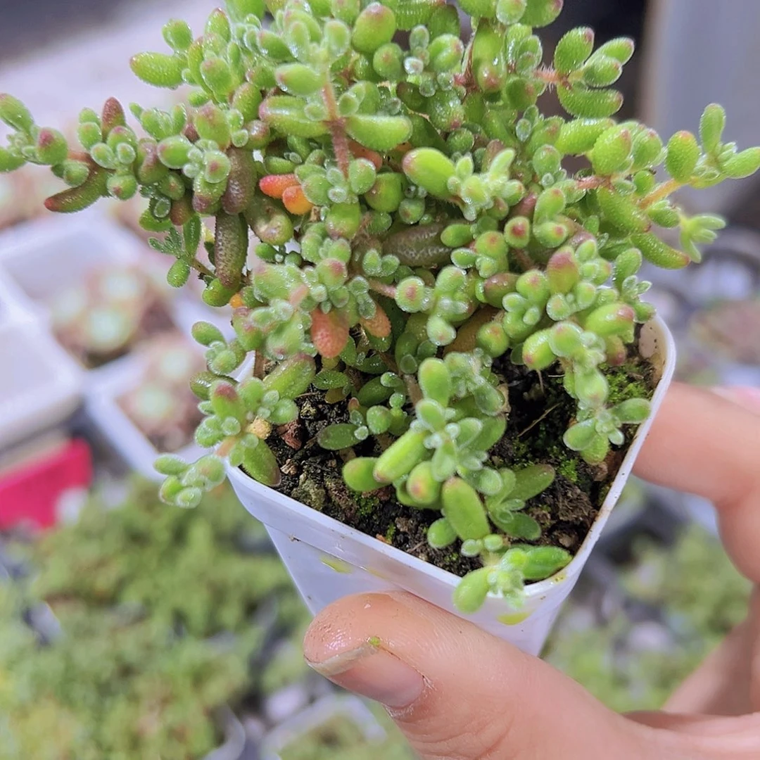 大红宝石老桩19包邮