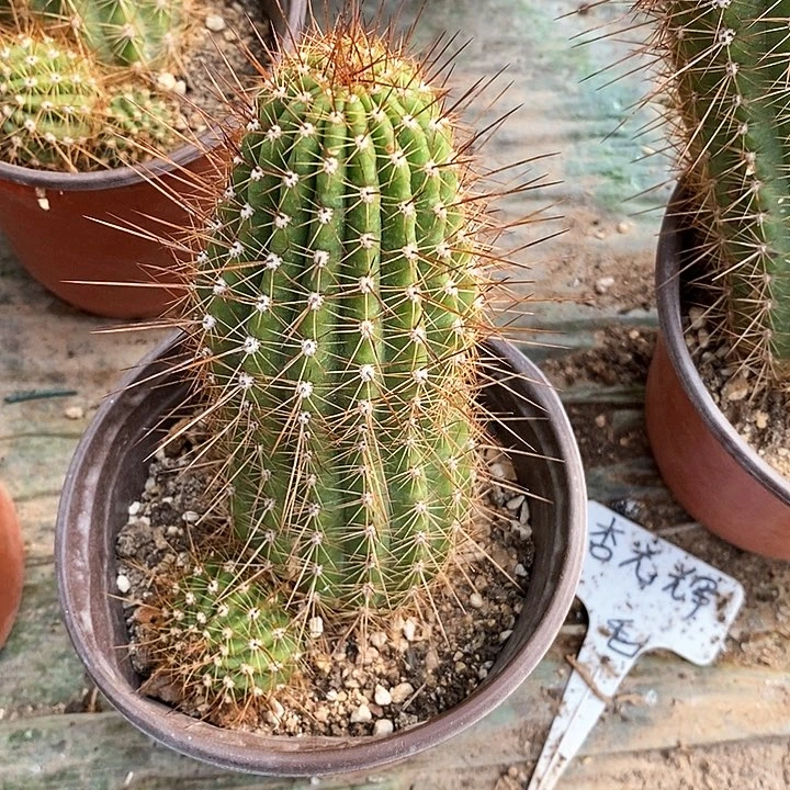 用****3杏光辉/脱土脱盆20包邮/