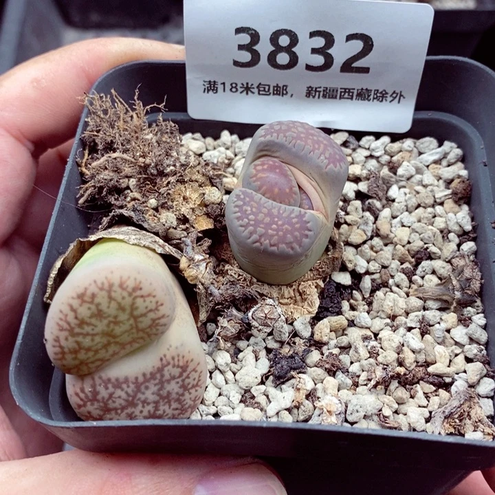 3832。